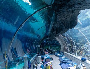 Preparations for a sleepover night in the tunnel under the zoo's big aquarium, a well-known family activity in Łodź