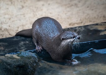 The Oriental otter (Aonyx cinereus), one of the smallest otters in the world, on the edge of the pool at the zoo in Lodz