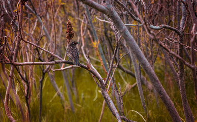 Female red-winged blackbird