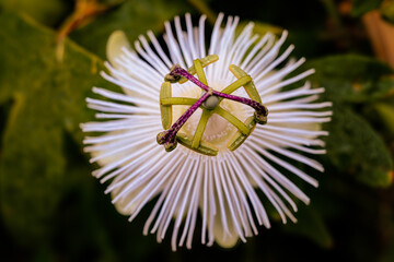 White Passion Flower 