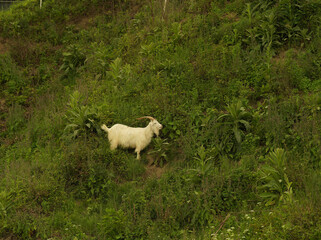 Fototapeta premium sheep in the meadow