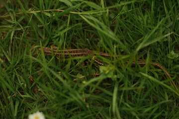 lizard on the grass
