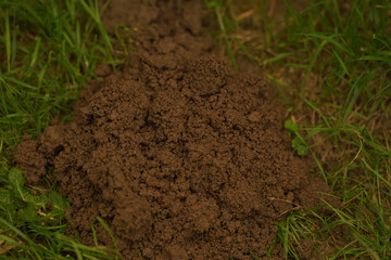 green grass and soil