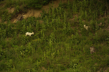 wild white flowers