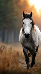 Obraz premium Majestic white horse running through golden meadow under soft sunlight in a tranquil forest setting