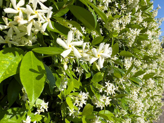 Jazmines, detalle flor, verano, primavera, pared de jazmín. Flores
