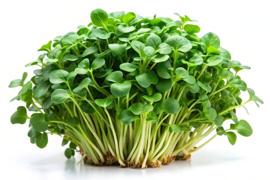 watercress isolated on white background