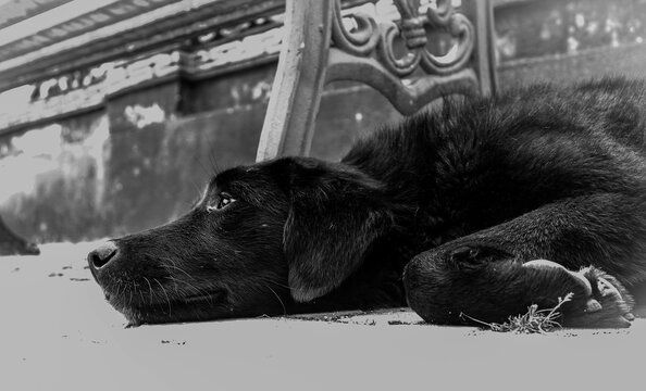 Monochrome Canine Contemplation: A poignant black dog lies thoughtfully on a paved surface with a serene demeanor, surrounded by architectural details, embodying contemplation and peace.
