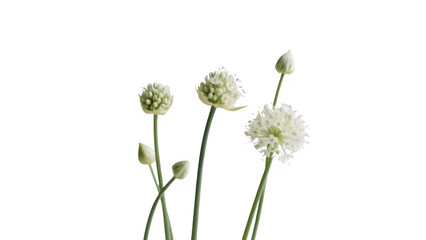 wild flowers isolated on white background