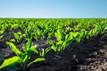 Lush rows of young sugar beet plants thrive in dark soil, reaching for the sunshine on a clear day