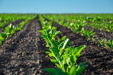 Vibrant green sugar beet plants flourish in organized rows under clear skies, showcasing healthy growth in a farming area