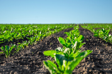 Rows of healthy sugar beet plants thrive in a rich soil field, illuminated by bright sunlight,...