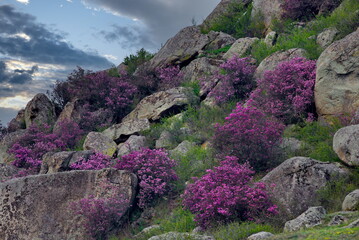Russia. Mountain Altai. A flowering bush of Ledebur rhododendron (maralnik) on the slopes of the...