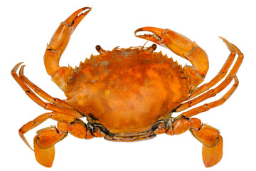 Seafood dish, Boiled Serrated mud crab on transparent background , Steamed Red Crab seafood Isolate on white PNG File.