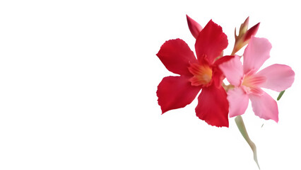 Fototapeta premium red flower isolated on white background