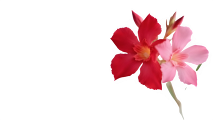 red flower isolated on white background