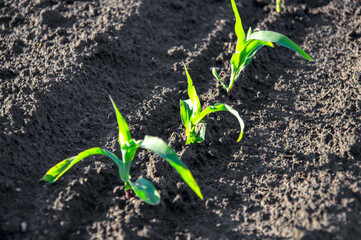 Rows of vibrant young corn plants emerge from dark, fertile soil, basking in the warm sunlight of...