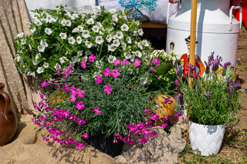 Colorful display of potted flowers arranged on burlap – white petunias, pink carnations, and...