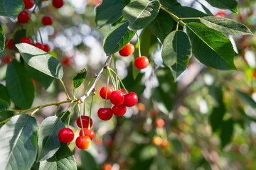 red berries on a tree