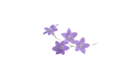 lilac flowers isolated on white background