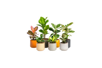 Obraz premium Variety of Potted Plants: A vibrant assortment of potted plants, showcasing diverse foliage and textures, adds a touch of nature to the indoor space. 