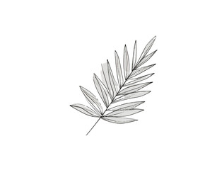 Stylized Palm Frond Illustration with Textured Details and Distressed Edges