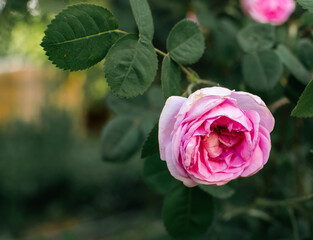 Photos of garden flowers and trees around us.