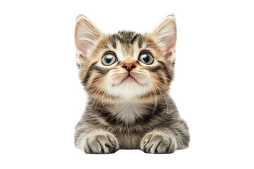 Cute Kitten with Paws: A captivating studio shot features an adorable kitten with its paws resting gently. Its expressive eyes and intricate tabby markings evoke a sense of innocence and charm.