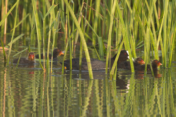 Eurasian Coot Swimming In Pond