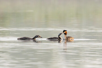 Great Crested Grebe With Chicks
