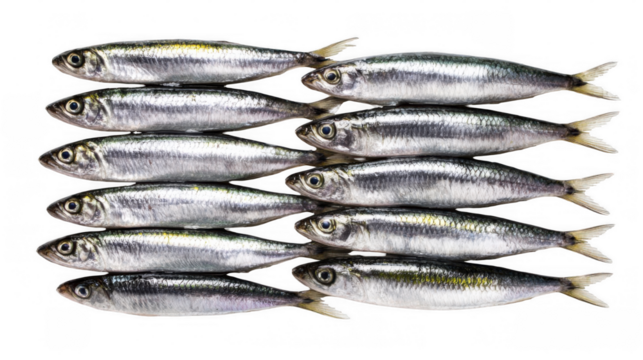 Fresh sardines arranged in a vertical strip on a transparent background create a striking pattern with their silvery bodies and delicate fins, ideal for culinary and design projects