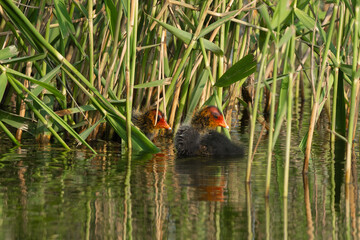 Eurasian Coot Chick Growing Up