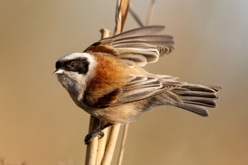 Eurasian Penduline Tit Bird © tan4ikk