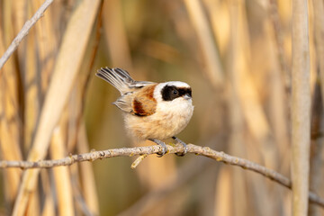 Eurasian Penduline Tit Bird