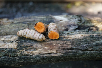 Fresh turmeric root displayed on textured tree bark against a dark background. Natural spice and herbal ingredient used in skincare, wellness, and traditional remedies. Earthy, organic look.