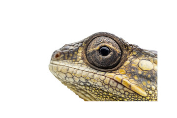 Reptilian Gaze: An intimate close-up of a lizard's eye and head showcases the intricate details of its textured skin and the depth of its intense, observing gaze.