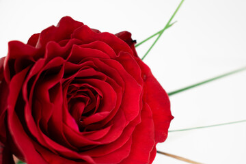 the intricate layers of a vibrant red rose, with hints of green foliage. It exudes timeless elegance and romantic allure. Perfect for love themes, floral arrangements, or sophisticated branding