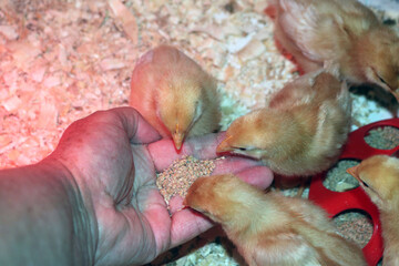 Eight and Ten day old chicken chicks (x Linked Red breed)