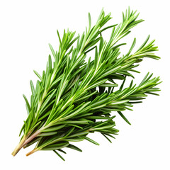 Fototapeta premium Fresh green rosemary herb sprigs isolated on a white background for culinary and medicinal uses