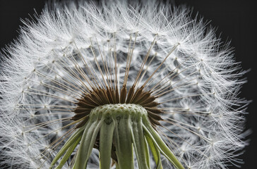 Close-up of dandelion seeds against a black background