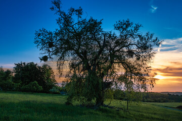 An old solitary tree in a meadow in the Taunus Mountains at sunset
