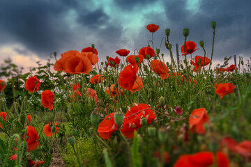 Close-up of poppy blossoms under a dramatic dark sky