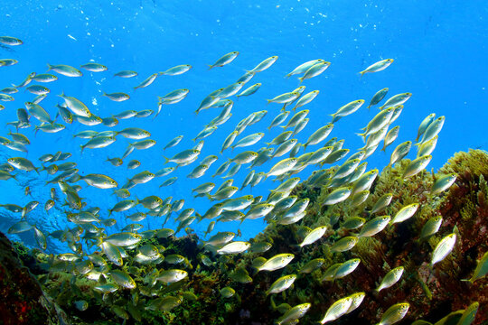 Banco de juveniles de Salema junto a la superficie