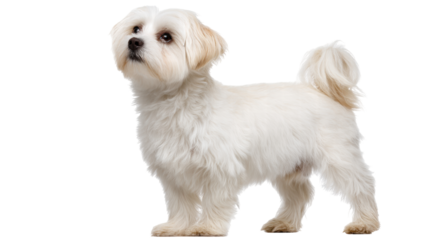 Maltese dog isolated on transparent background with fluffy white fur and dark eyes