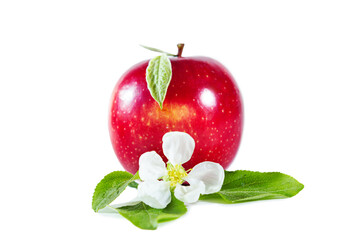 Red juicy apple with flower and leaves. Isolated on white background.