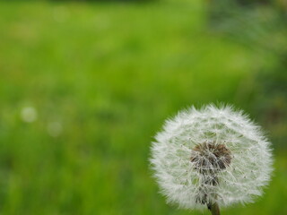 Obraz premium Pissenlit 