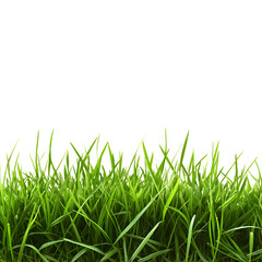 Fototapeta premium green grass isolated on white background