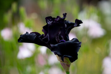 Closeup of elegant black iris in springtime
