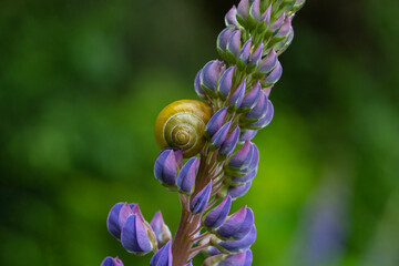 Closeup of a garden snail on purple lupine in springtime

