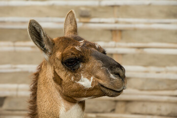 Lama in Quito, Ecuador
